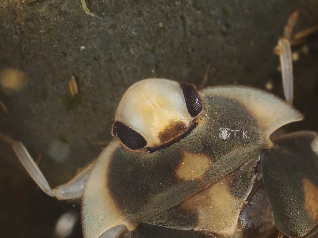 トゲナベブタムシ | 精霊の庵 - 無名の絶滅危惧昆虫