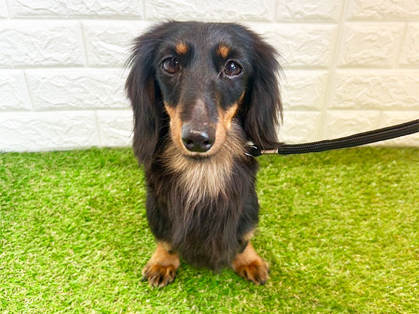 ココアちゃん | カニーヘンダックスフンドの保護犬 | anifare