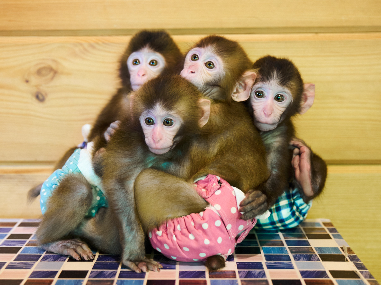 P000221FCD.jpg?v=1&size=