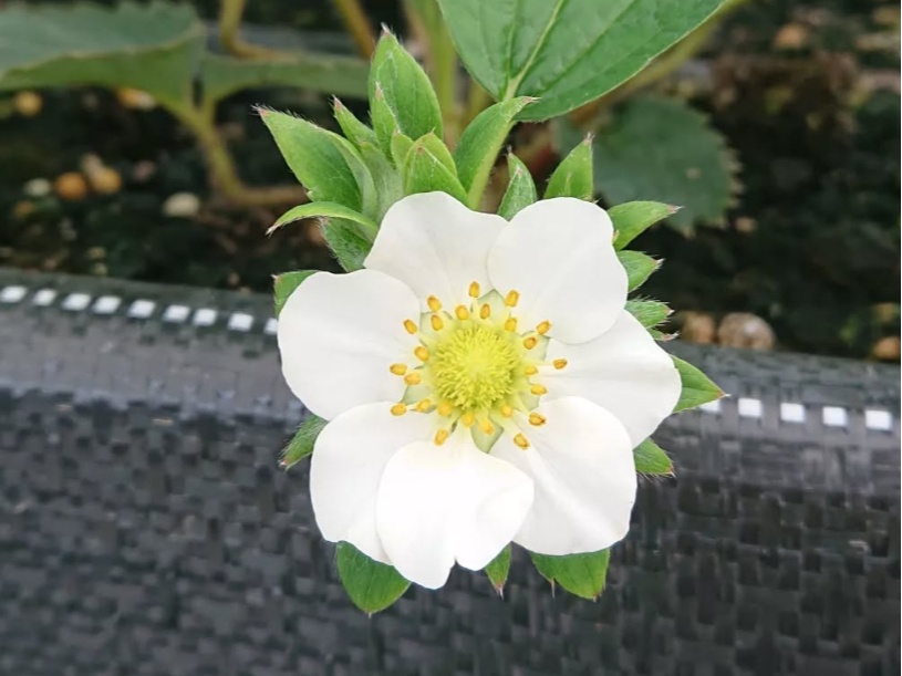 好評につきべにたま増量！／開園～GWまで【吉見町/いちご狩り】最大3