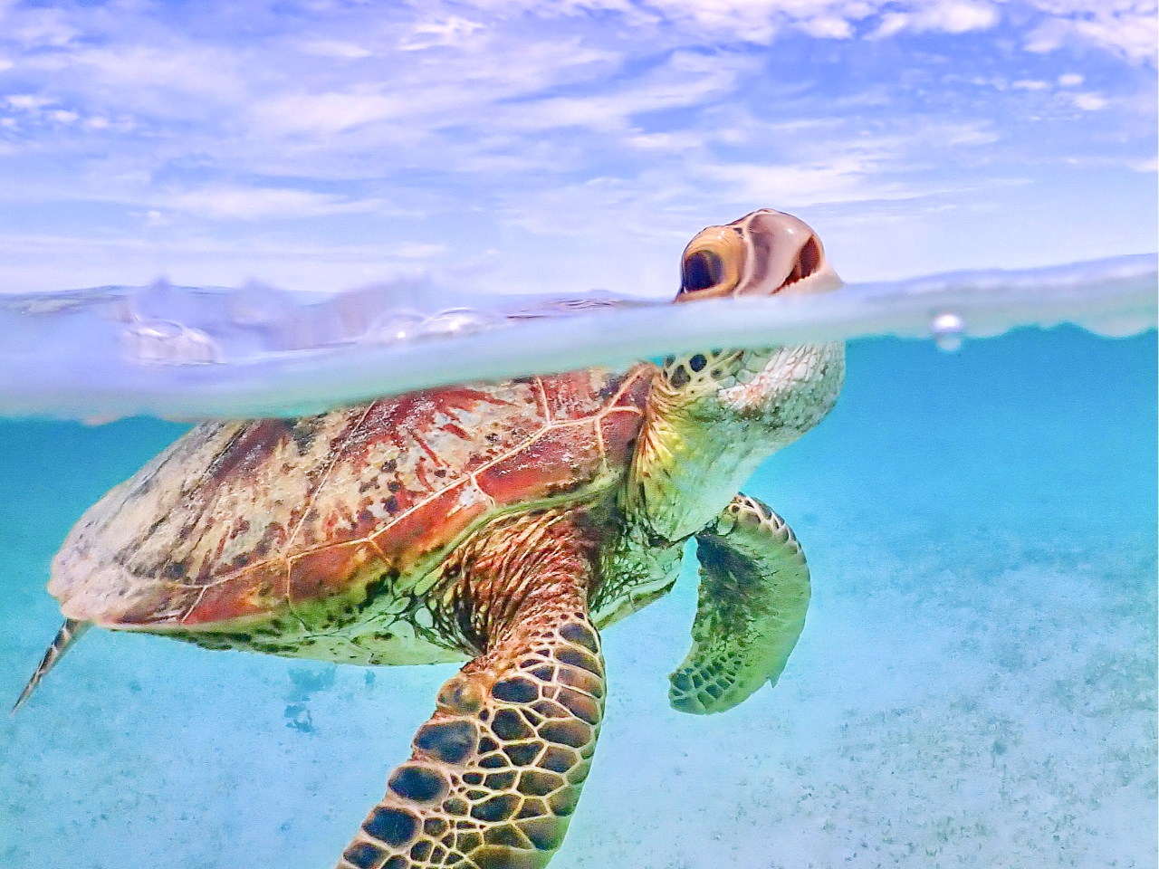 宮古島《贅沢満喫プラン》【ウミガメシュノーケリング＆サンセットSUP