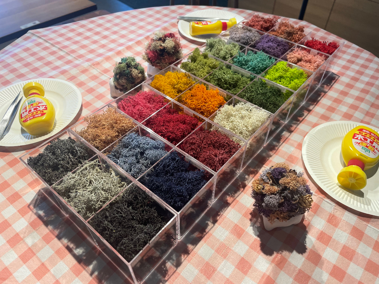 埼玉県川越市/カフェドリンク付き】ハリボックリ♪苔玉とは違う