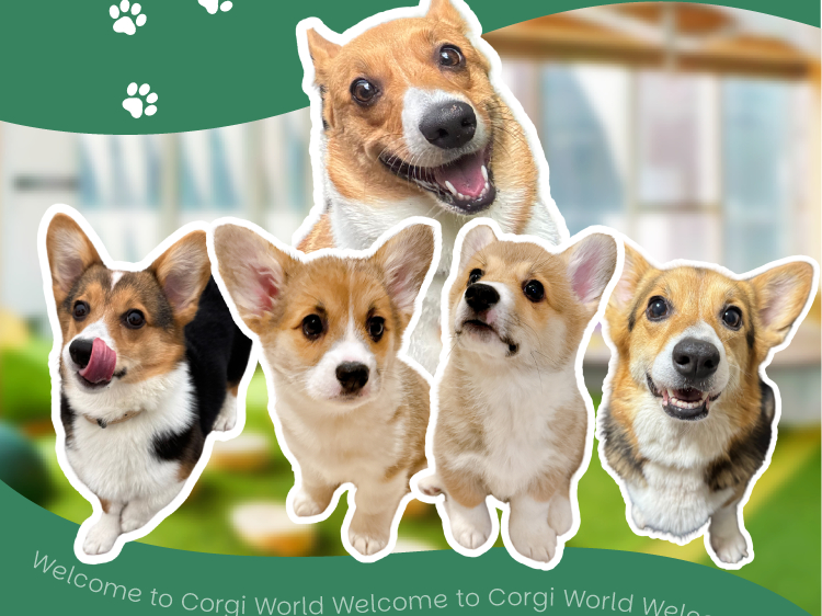 ≪名古屋/栄≫＼モフモフのコーギー天国！／癒やしのふれあい体験（60