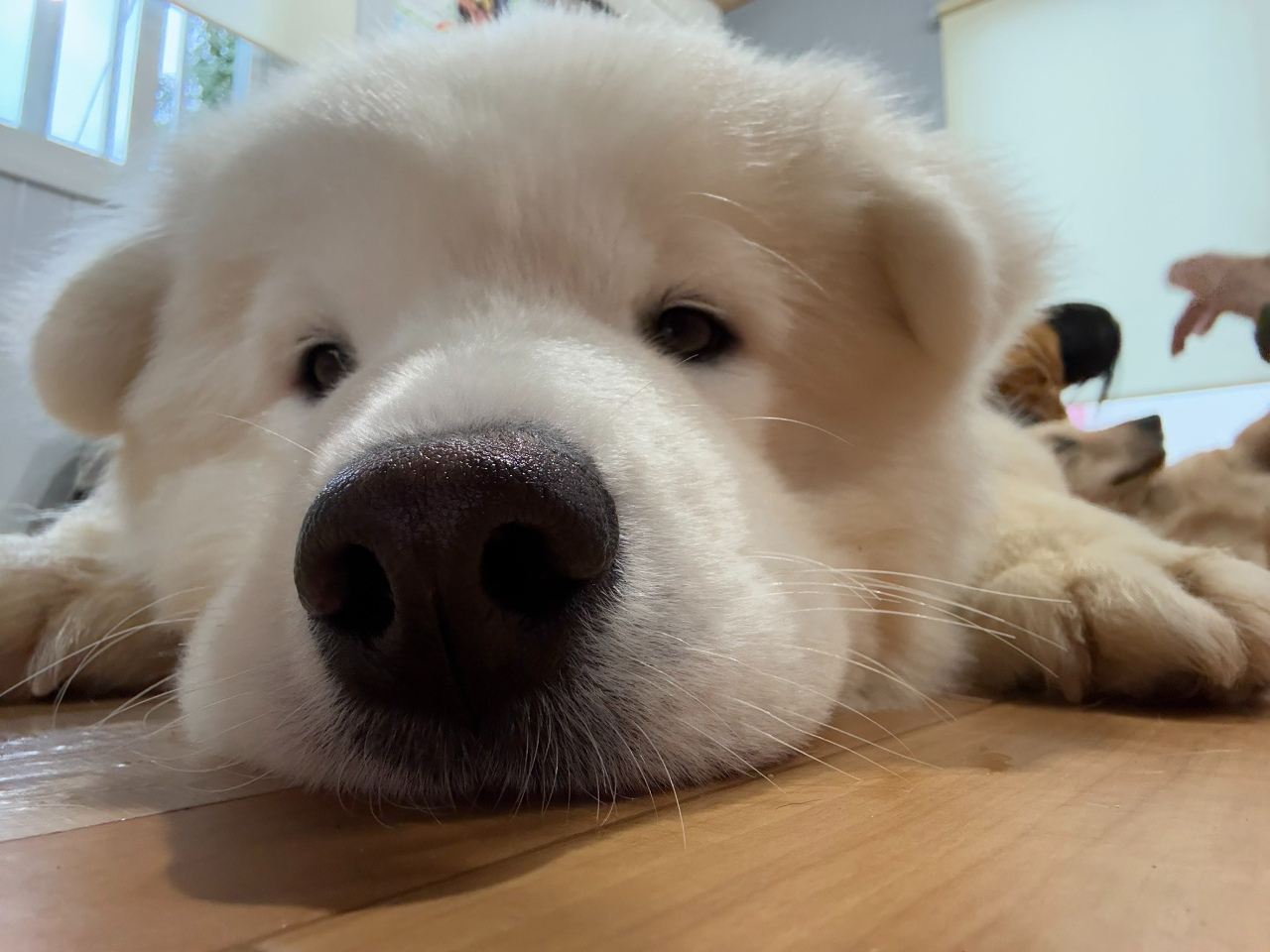 静岡中部で唯一♪／大型犬たちに囲まれる“至福のふれあい体験”！13匹の