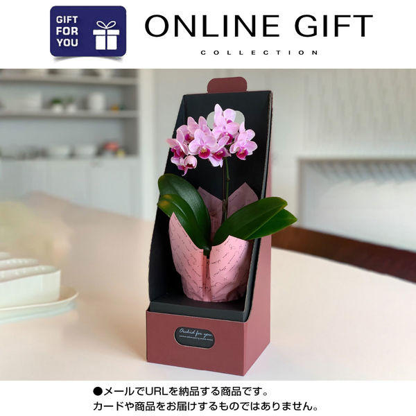オンラインギフト URLですぐ納品 デジタルギフト マイクロ胡蝶蘭