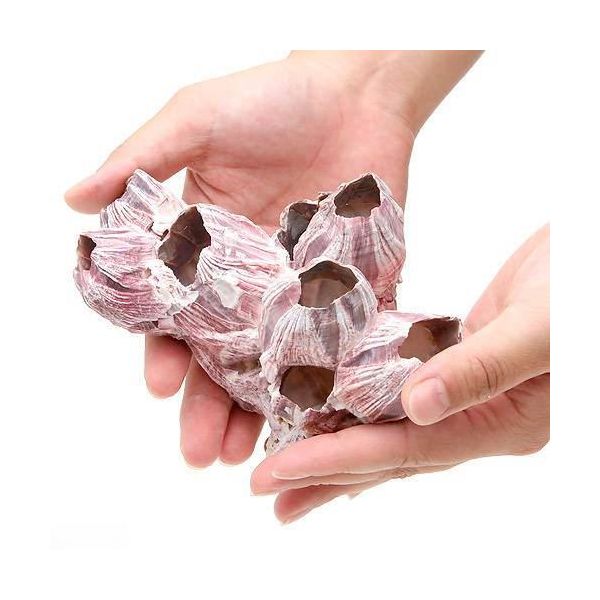 リーフ 貝殻 フジツボの殻 Mサイズ（1個）（形状おまかせ