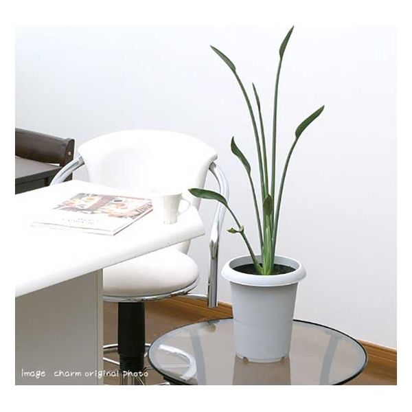 チャーム （観葉植物）ストレリチア ユンケア（ノンリーフ） 6号（1