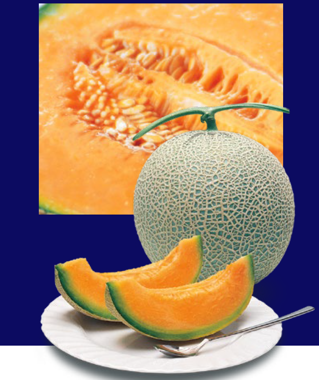 富良野市 吉田農園 商品情報