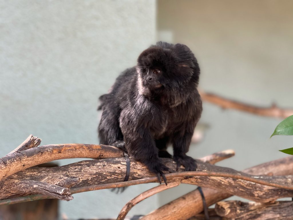 Phoenix Zoo welcomes pair of callimico monkeys to exhibit - KTAR.com