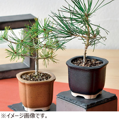 聖新陶芸 TheBONSAI 赤松 GD‐99202｜【ハンズネットストア】