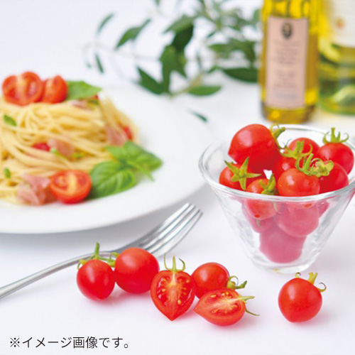 聖新陶芸 ハートマト栽培セット GD1032｜【ハンズネットストア】