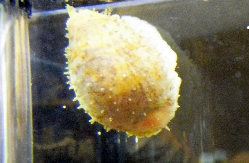 鳥羽水族館：生きたままで名宝「ニッポンダカラ」を展示 | 毎日新聞