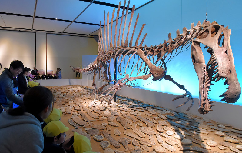 アクア・キングダム：園児らスピノサウルス展示に目輝かせ | 毎日新聞