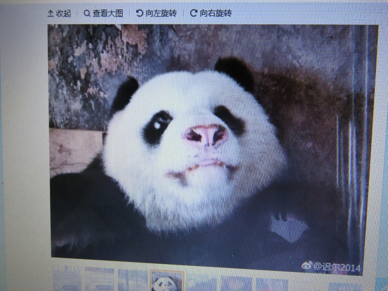 中国：パンダ虐待か 毛が抜け鼻先も白く 武漢の動物園で | 毎日新聞