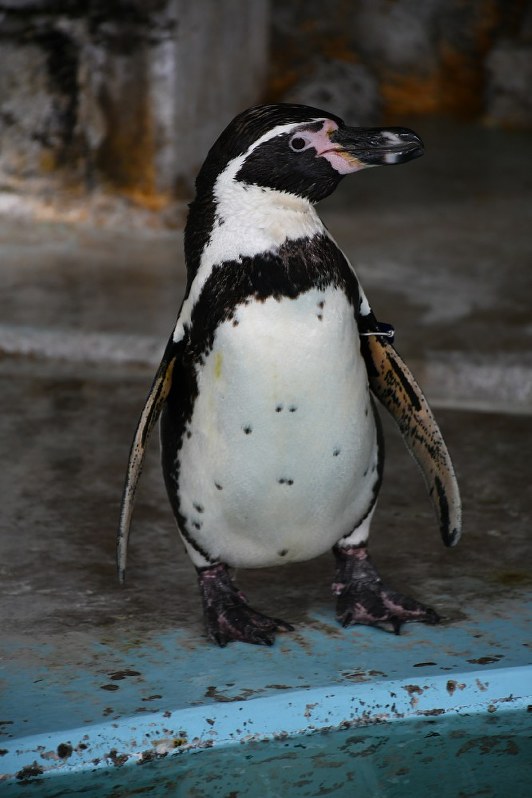桂浜水族館：フンボルトペンギン6羽をミャンマーへ | 毎日新聞
