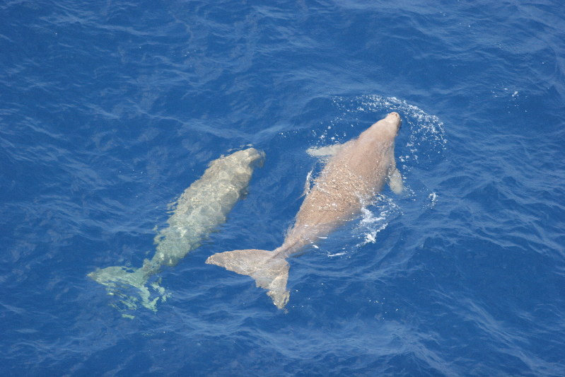 沖縄のジュゴン、絶滅リスク最高ランクに 国際機関、辺野古移設も