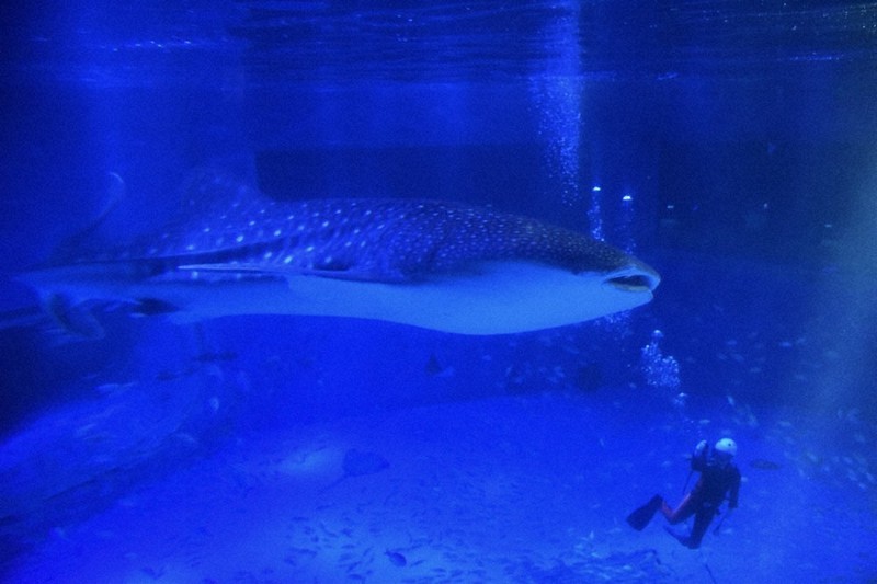 ジンベエザメ 愛称は「モモ」に のとじま水族館 ／石川 | 毎日新聞