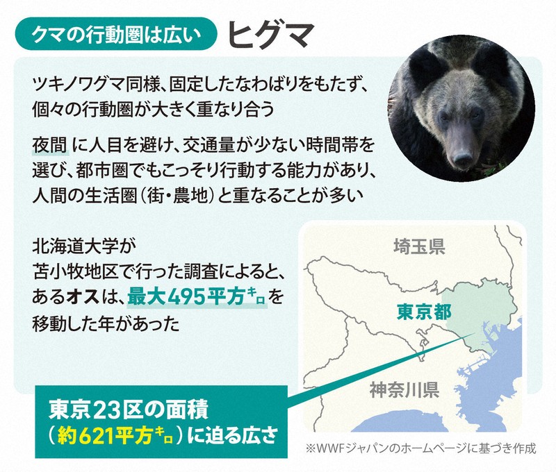 もしクマに遭遇したら…どうする？ 図表でわかる驚きの生態 [写真特集1
