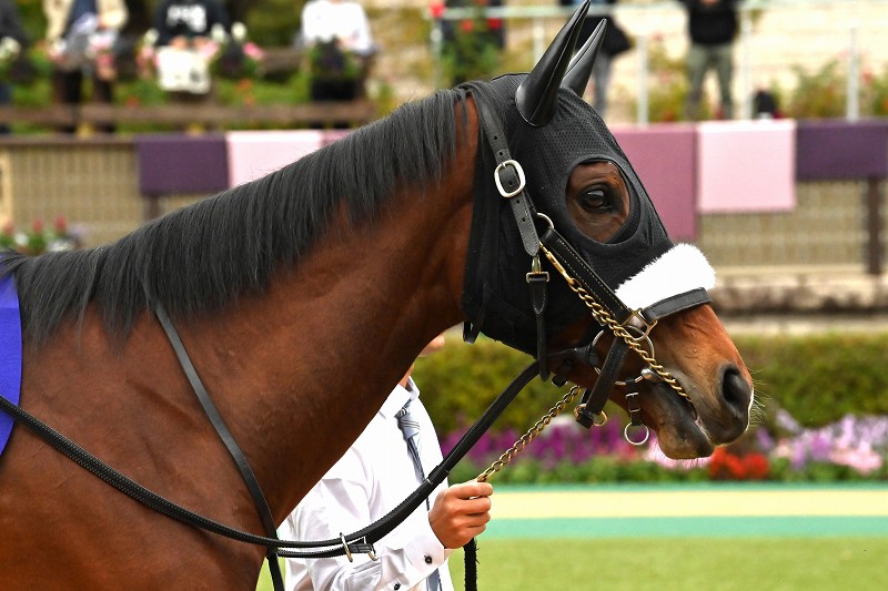 アーモンドアイ、史上初の「8冠」達成 天皇賞・秋を2連覇 [写真特集3/9