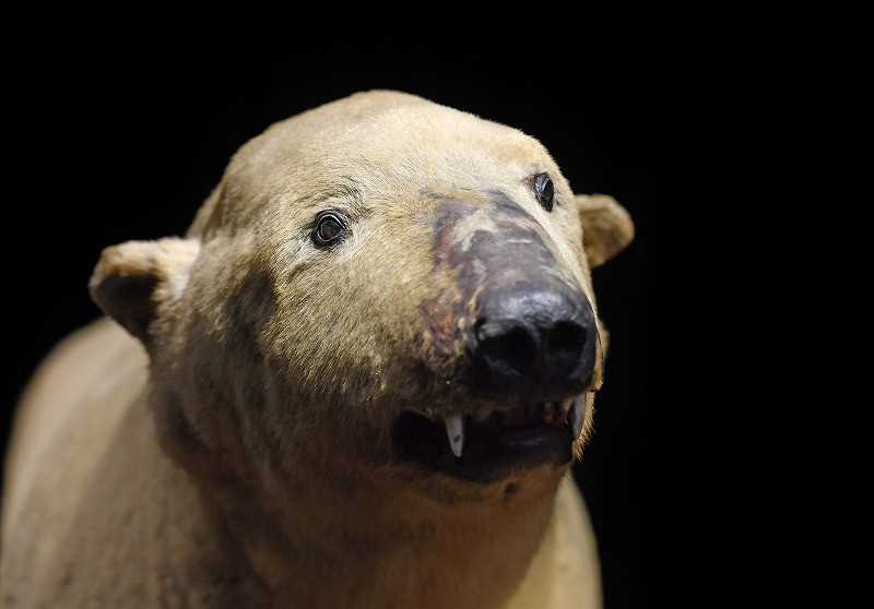 View＋：天王寺動物園 TENNOJI ZOO MUSEUM 標本