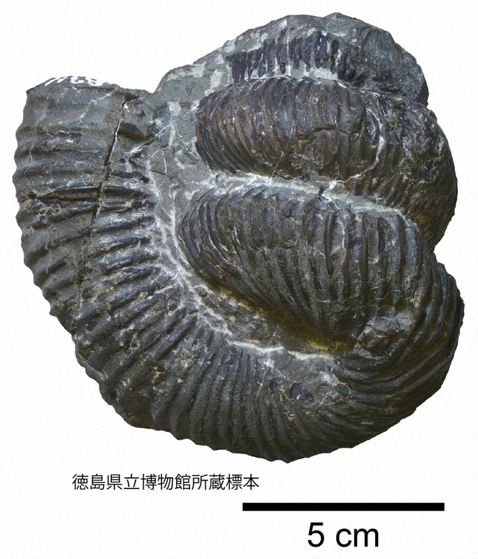 アンモナイト見ないと 県立博物館、新種の化石公開 7400万年前に