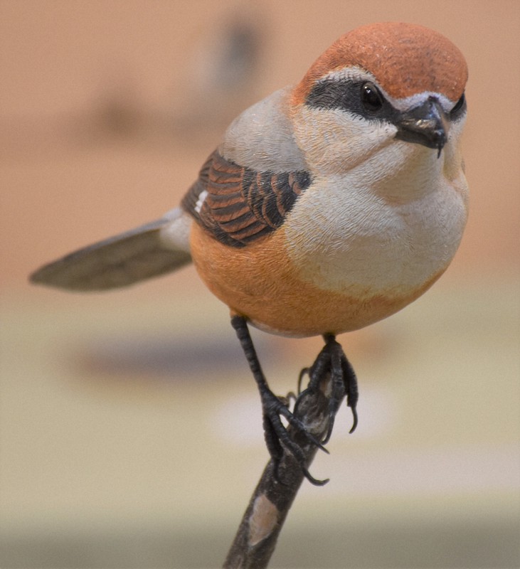 ハヤブサ、モズ…野鳥のそっくり彫刻作品展 甲府市立図書館 | 毎日新聞