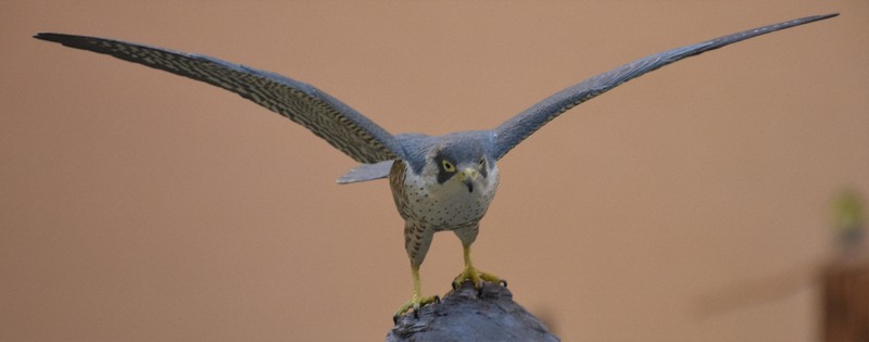 ハヤブサ、モズ…野鳥のそっくり彫刻作品展 甲府市立図書館 | 毎日新聞