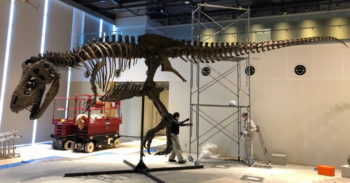 化石レプリカ設置 全長13メートル、世界最大級 長崎市恐竜博物館