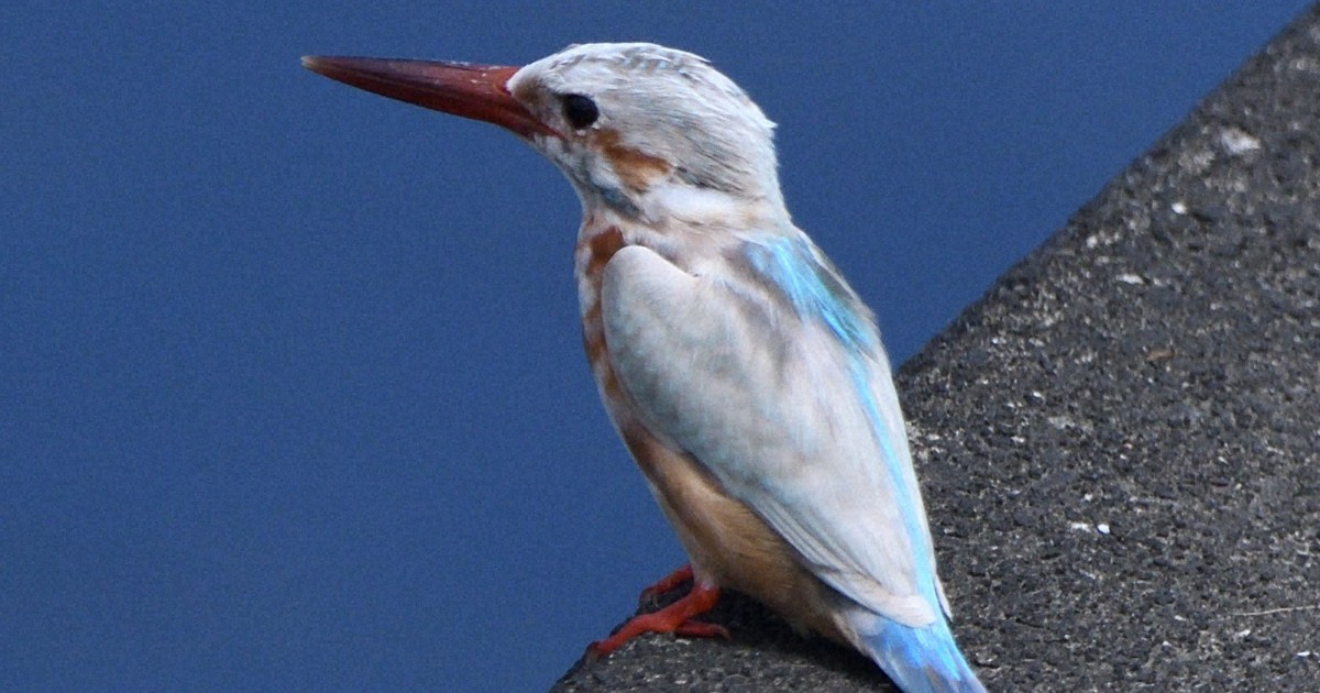 鎌倉に白いカワセミ 外敵に見つかりやすく、専門家「見守って」 | 毎日新聞