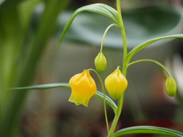 9月19日の誕生花：サルビア・ツリフネソウの花言葉など | お花の通販