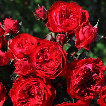 展示会用の見本苗】マイローズ（2190M） – はなはなショップ