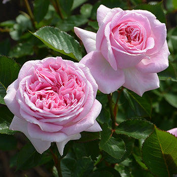 メアリーレノックス – はなはなショップ