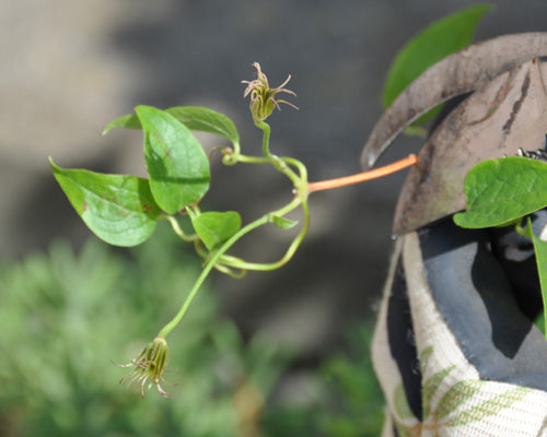 クレマチス夏の花後の手入れ – はなはなショップ