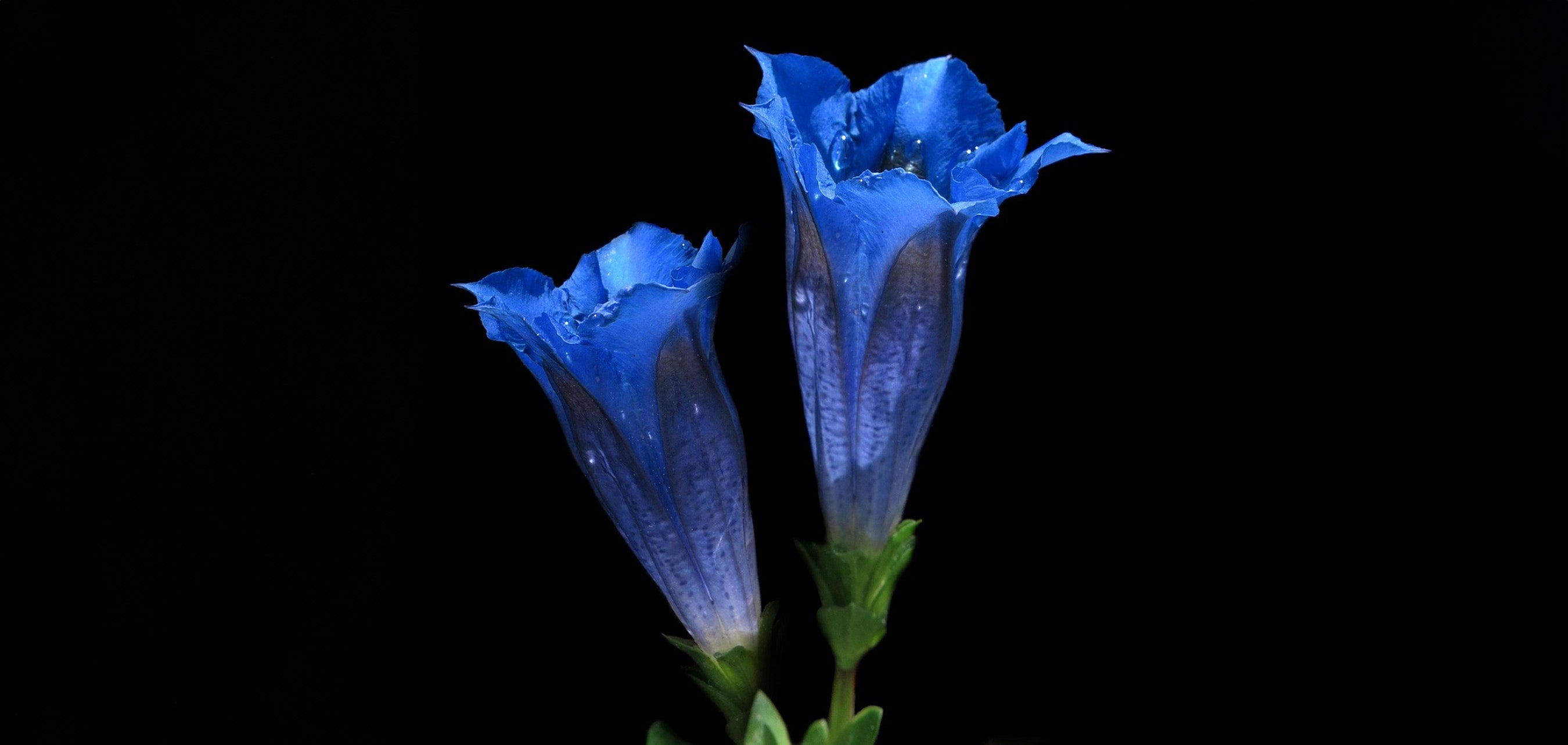 あなたが知らない竜胆（リンドウ）の花言葉と魅力 – &YOUKAEN (アンド