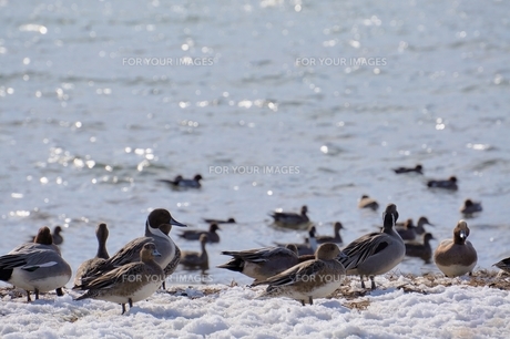 冬の琵琶湖で越冬する水鳥の写真素材 [FYI00203862] | ストックフォト