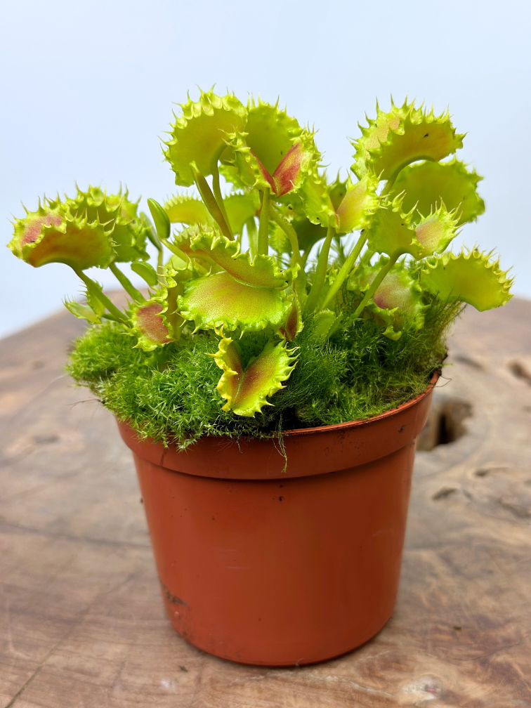 Dionaea Muscipula (Venus fly trap) 