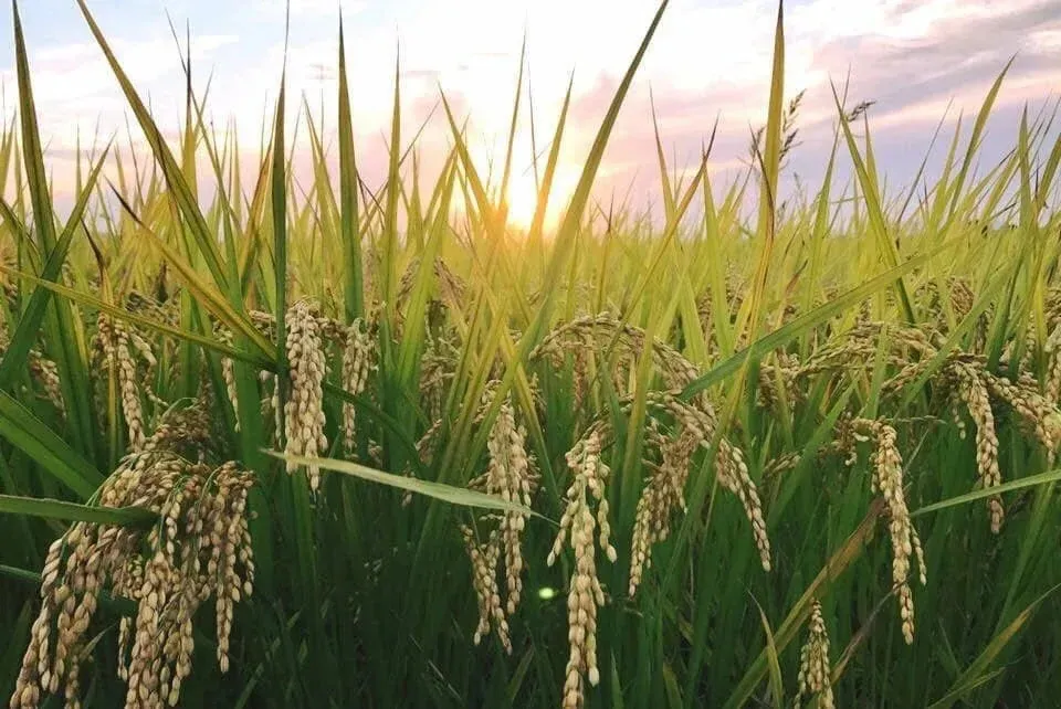 令和7年度産 / ヒノヒカリ 《白米》無農薬 無肥料 DONI FARM (福岡県産