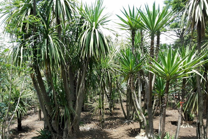 ニオイシュロラン