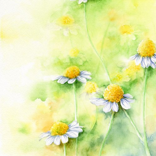 マレーシア 【カモミール】限定版水彩アートプリント。植物の花の壁の