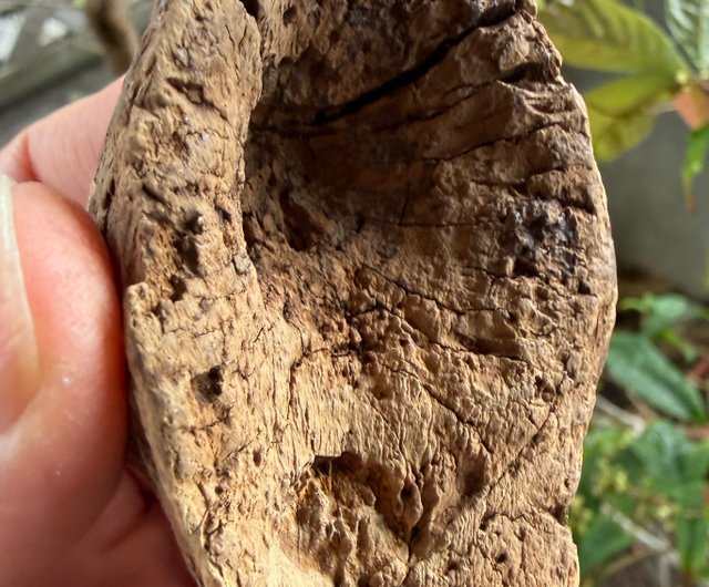 送料無料】台湾 カリマンタン 天然沈香古木 44 グラム 沈水級 沈香置物