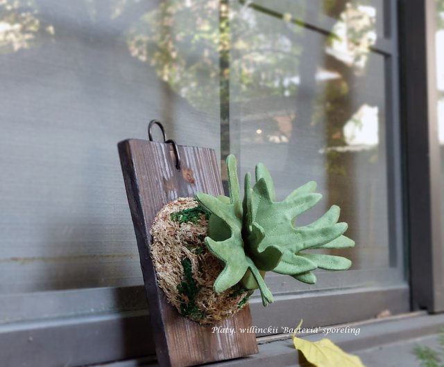 台湾 植物の写真 - ピグミー ジャワ スタッグホーン シダ 壁掛け Rivia