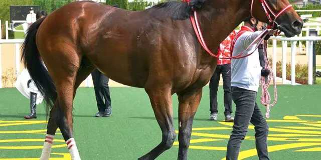 BCクラシック2025】フォーエバーヤングが国内追い切りで併せ馬、楽に併