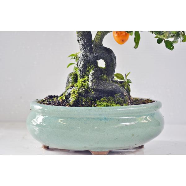 店長お宝 極上 常盤柿 盆栽 中品 トキワガキ ときわ柿 最高級 ロウヤ柿