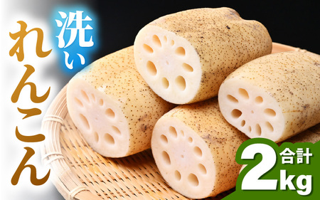 洗いれんこん2kg《発送直前に収穫してお届け！》 シャキっとした歯触り