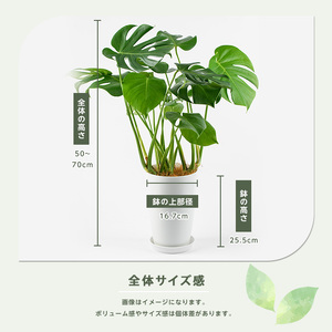2026年3月上旬～発送【観葉植物】モンステラ50cm～70cm Green Farm M