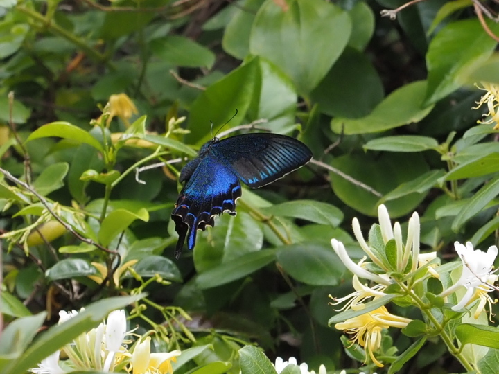 カラスアゲハ 2
