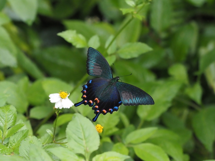 オキナワカラスアゲハ