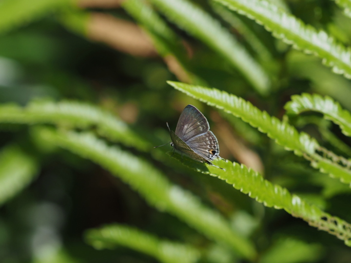 ウスアオオナガウラナミシジミ