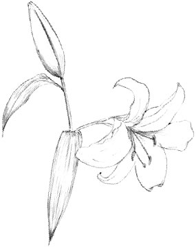 SO-D Maxidor | シャンソン化粧品