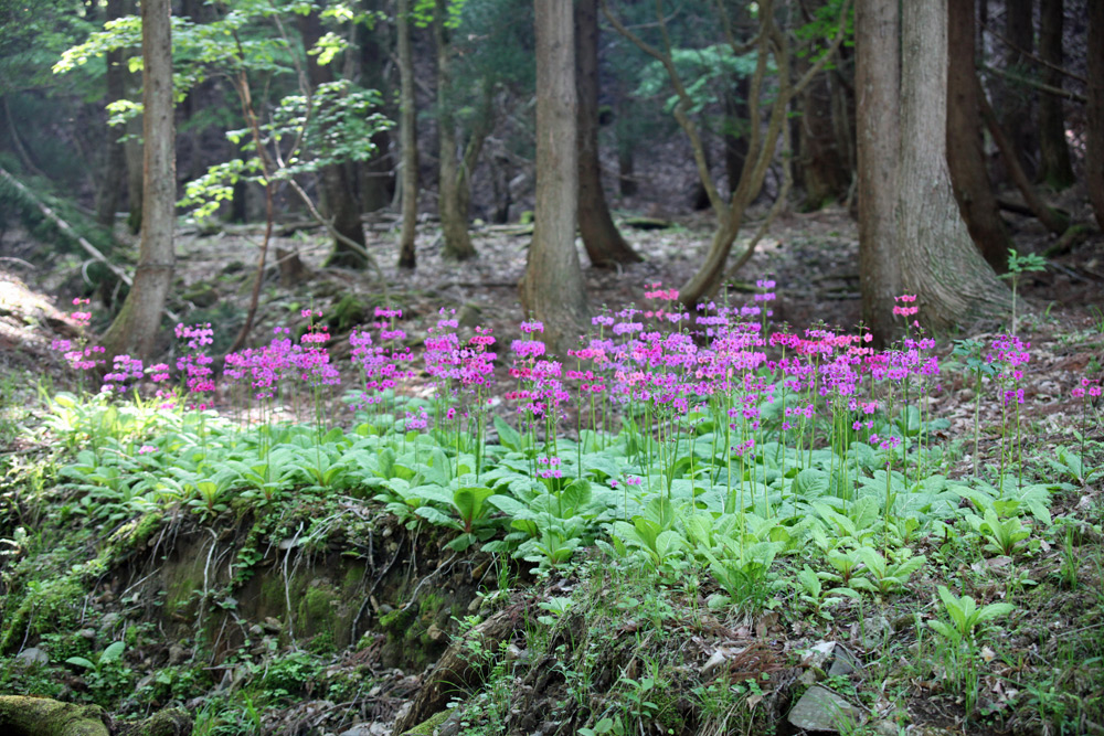 クリンソウ（ちくさ湿原）